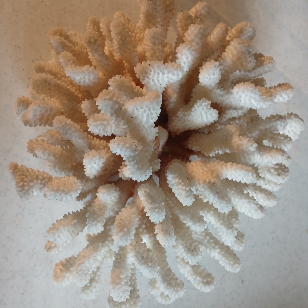 Natural White Coral